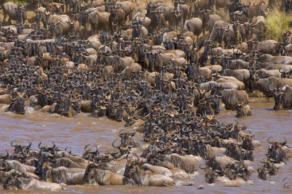 野性东非正当季|超壮观的坦桑尼亚野生动物大