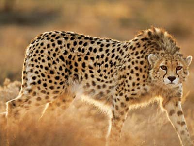 亚洲猎豹,一种猫科动物,它捕食猎物的本领十分像狗,只分布于南亚和