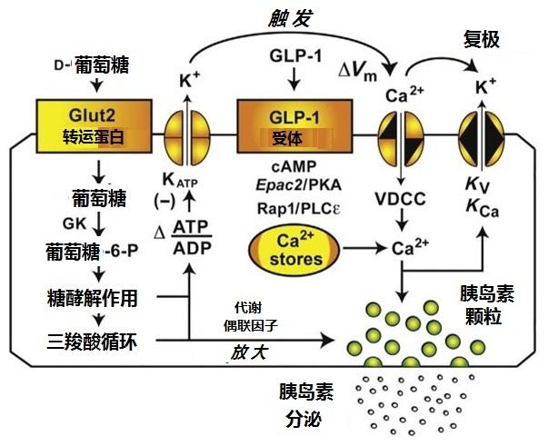 细胞中的GDP是怎样产生的_工作细胞血小板图片