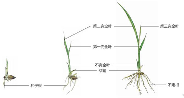 将稻种播撒到秧田里,二十天左右后,稻种就长成了有三片叶子的幼小秧苗