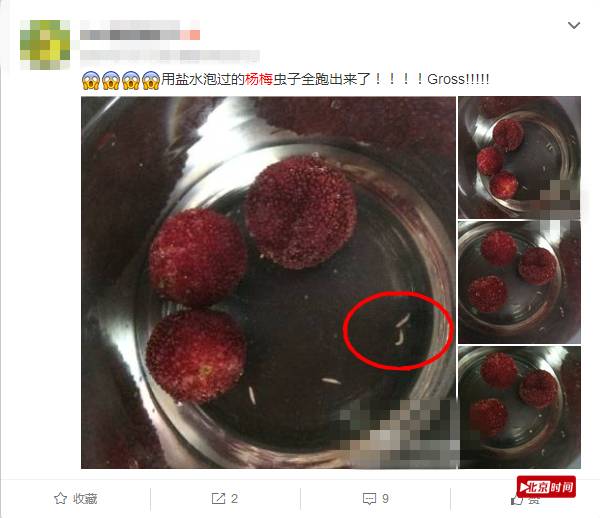 为什么冷藏的杨梅泡不出虫子?有虫就说明农药少吗?