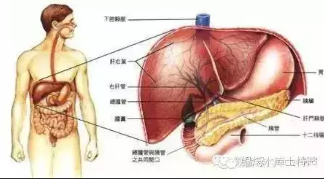 人体器官有什么成语_含反义词的成语有什么(2)