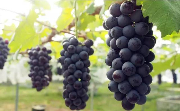 巨峰葡萄高产优产栽培技术是什么？