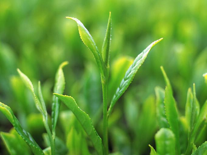 夏颖说茶:谷雨茶的特点与口感