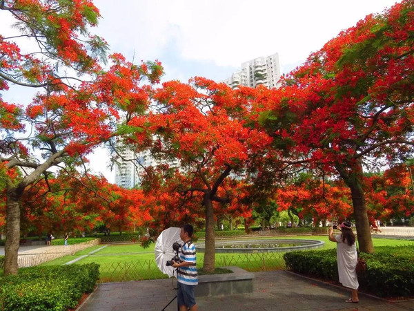 凤凰花开·深圳赏花季丨达人推荐