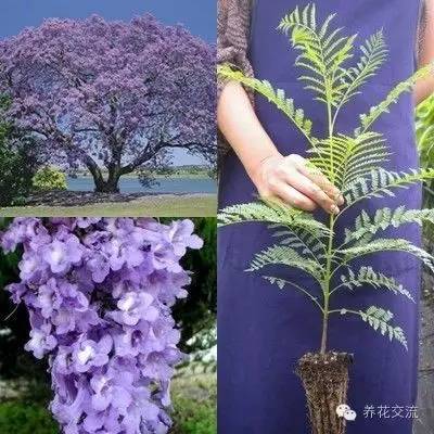 如梦似幻的紫蓝色6月最美最浪漫的蓝花楹