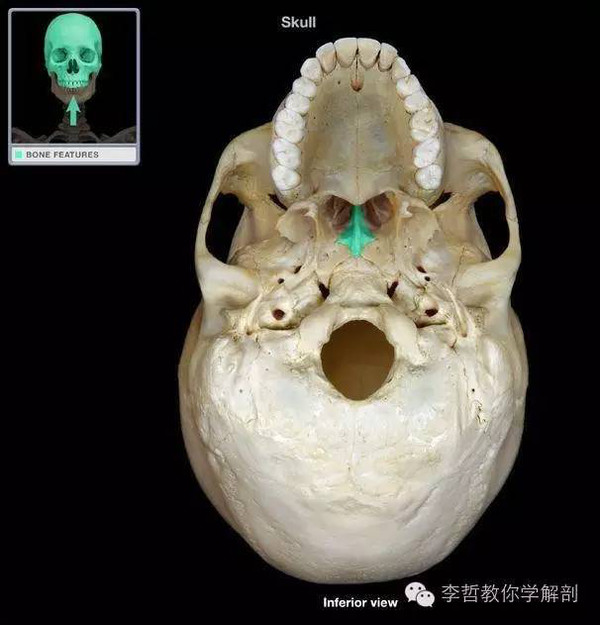 颅骨的结构认知