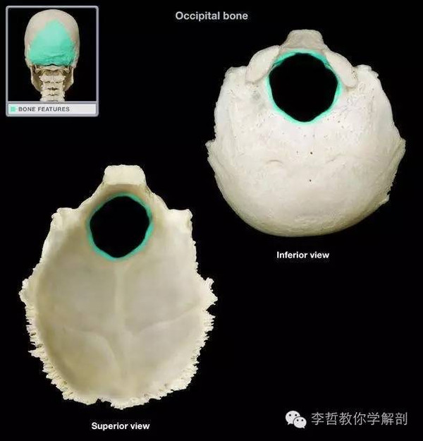 3.枕骨大孔(单独)2.额骨(单个)1.下鼻甲(成对)欢迎报考广东医科大学