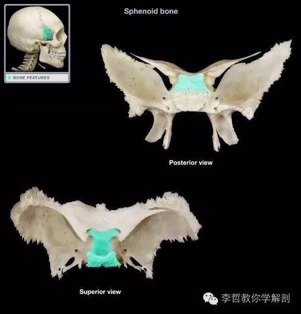 犁骨(单独)五十万装机量,专业的医学app"↓"李哲老师往期文章和视频返