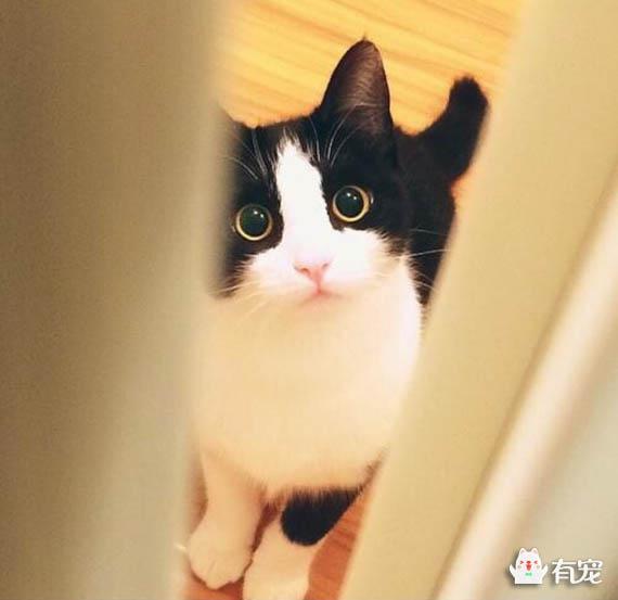 牛奶猫为什么总是上白下黑?白加黑?