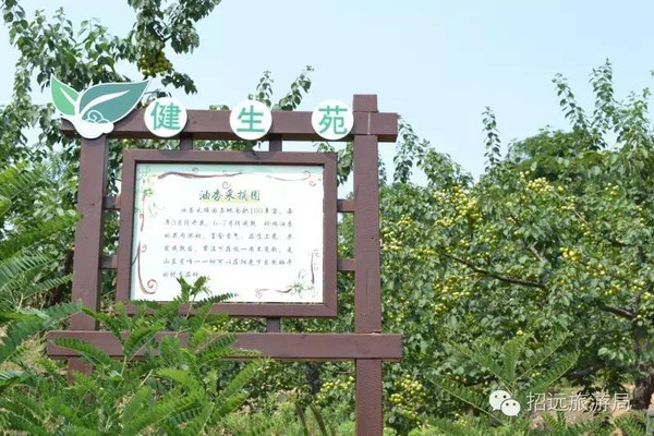 【旅游资讯】健生苑采摘园的珍珠油杏开始上市