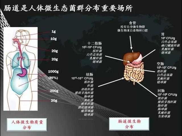 精准医疗的下一个浪潮——人体微生物组学