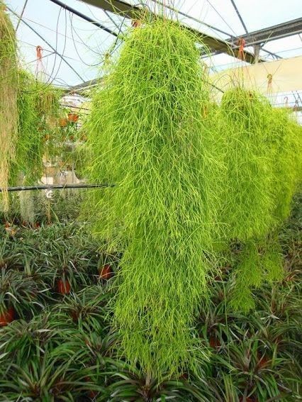 5,rhipsalis cassutha(丝苇仙人掌,丝苇,巴丝柳,丝带)