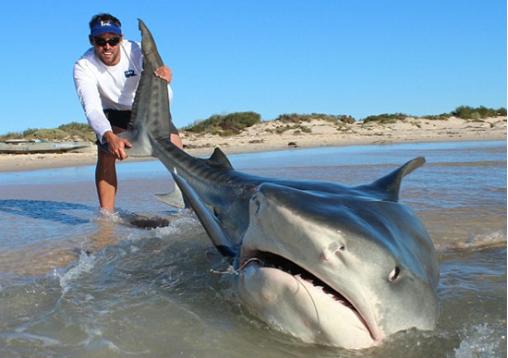 资讯i 开挂,澳洲男子徒手钓鲨鱼