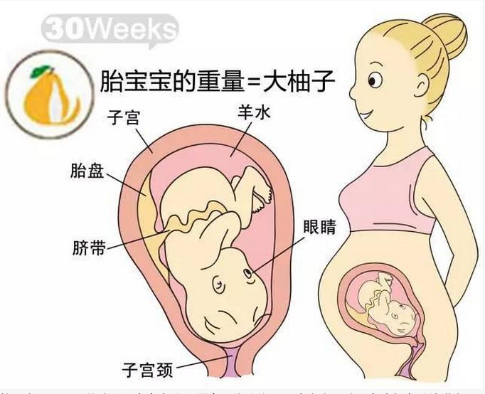 胎儿每周大小对比照,太形象了!