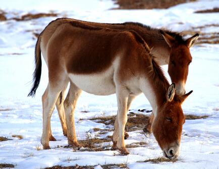 当地人们常常把西藏野驴叫做"野马".