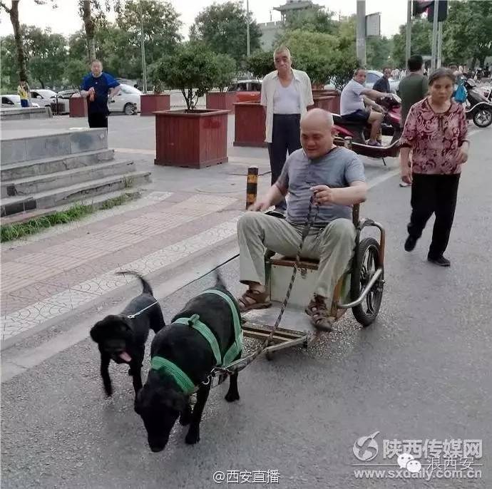 旅游 正文 据陕西传媒网的报道称:【西安老人自制小车 被两宠物狗拉着