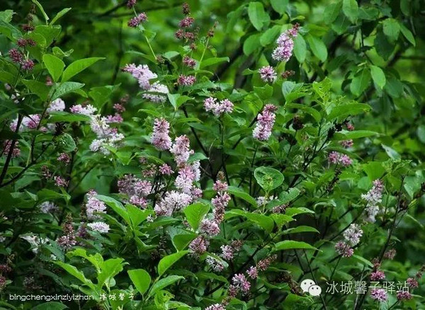 野生丁香花