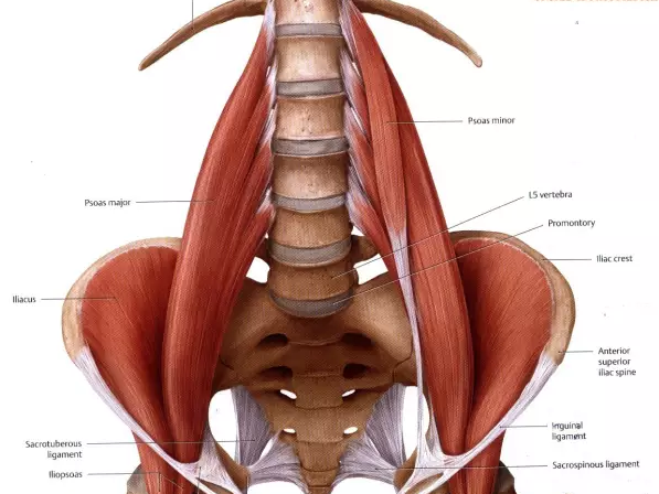 "髂腰肌:这是一块必须必要强化的肌肉!
