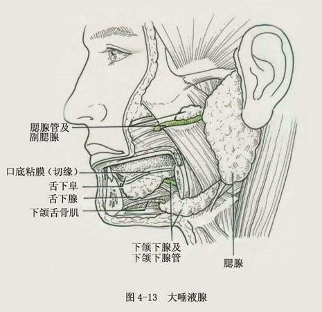 口腔内三大唾液腺和唾液一同起酸蚀症的建设作用的,还有龈沟液和口腔