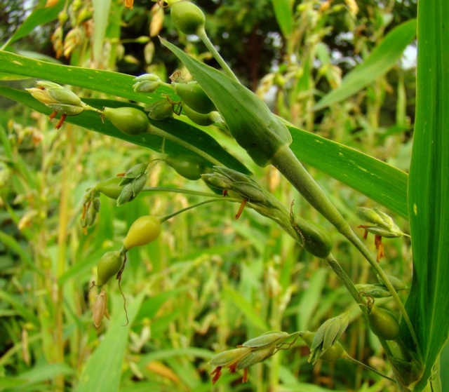 禾本科植物