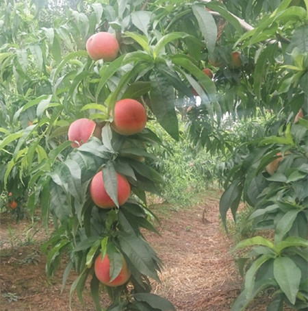 走进徐州大沙河果园基地,可不是赏桃花了