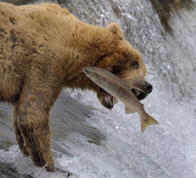 太丢熊了棕熊捕鱼失准被鱼尾打脸