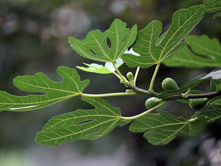 成都果苗培育:无花果栽培技术