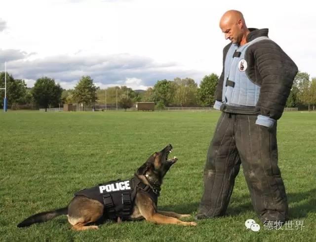 赏k9警犬德牧,尚品德牧生活