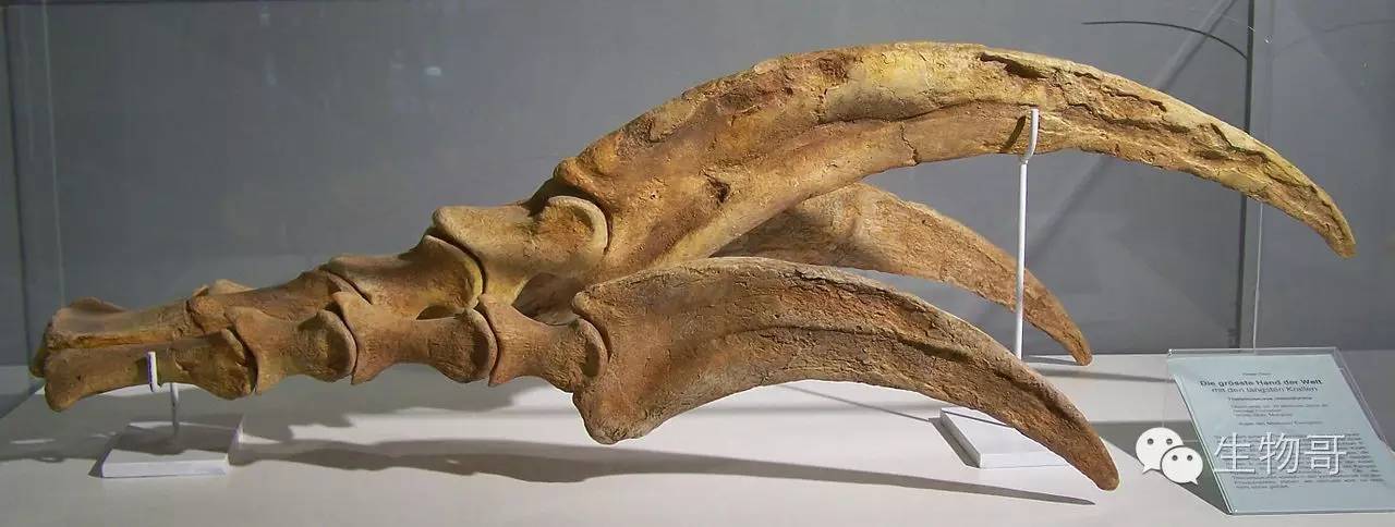 它是世界上爪子最大的动物,镰刀一样的利爪长达91厘米.