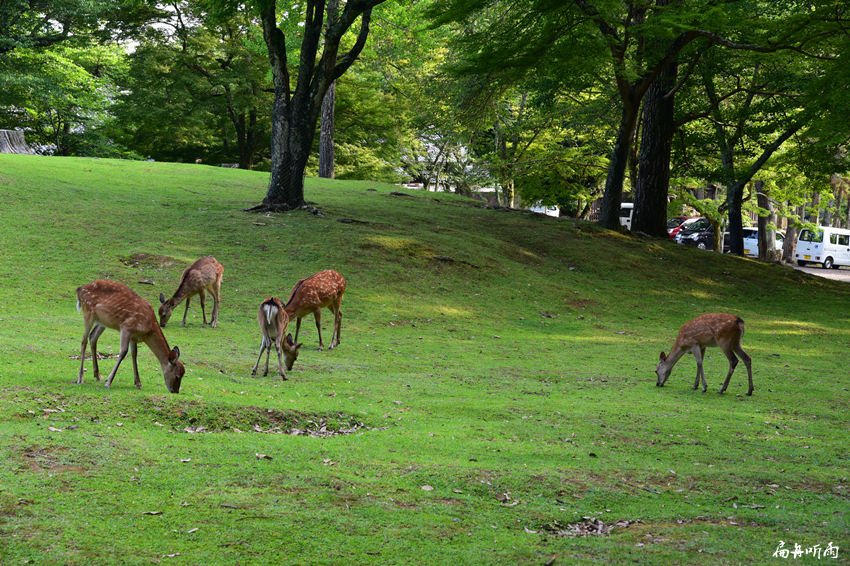奈良梅花鹿公园:人与自然和谐相处的优美乐园