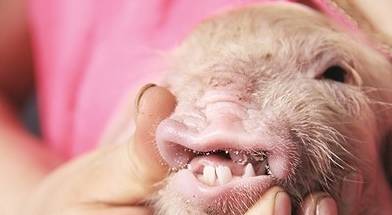 宜宾长宁一母猪产下怪物猪的身子大象的鼻子