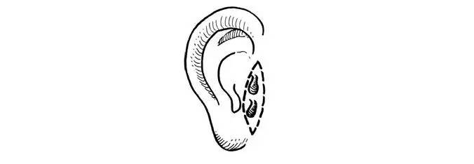 在一些命相学的书里,耳朵被认为是可以预测一个人的命运和福祸的参照