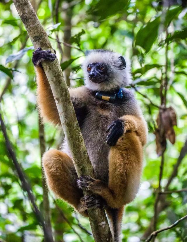 安达西贝自然保护区(antsirabe-mantadea national park)是马达加斯加