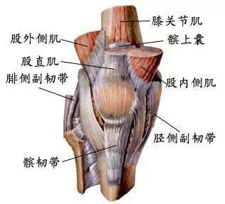 髌韧带:位于膝关节的前方,为股四头肌腱延续部分.
