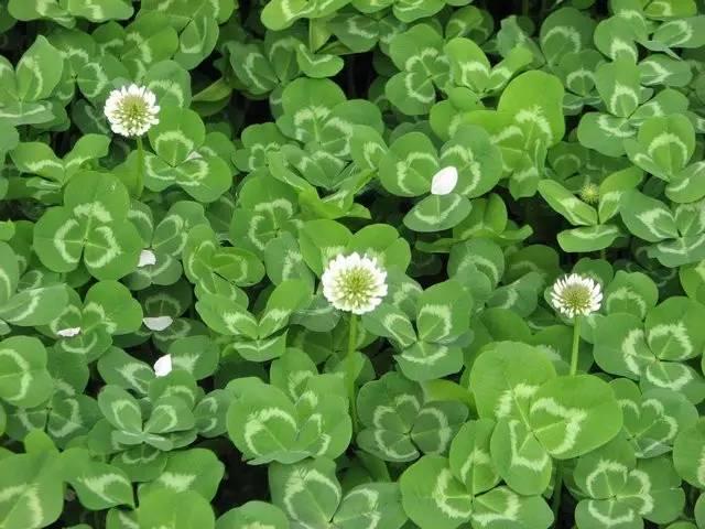 30种最常见的美丽草本植物,精致玲珑之美!
