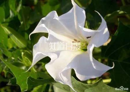 以莨菪命名的莨菪碱,东莨菪碱属于生物碱,存在于许多重要中草药中,有