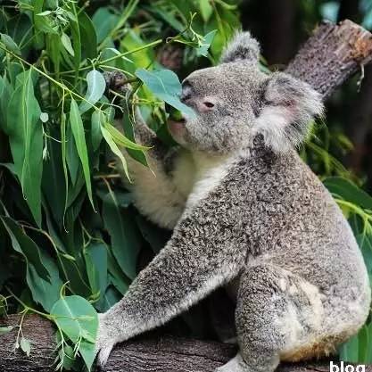 环球梦游记|澳洲昆士兰旅行必去九大景点