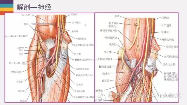 肘关节解剖及正常mr