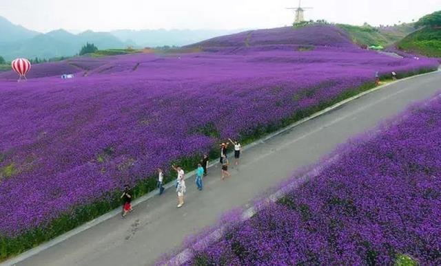 这两天,娄山关万亩花海进入最美赏花期,实在惊艳