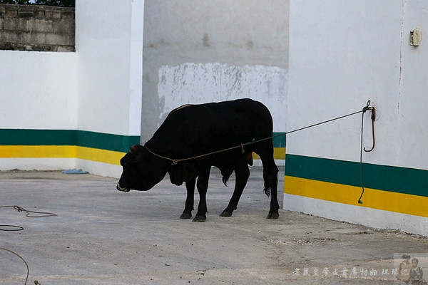 有草原,墨西哥少年竟然在城市街道上练套牛!