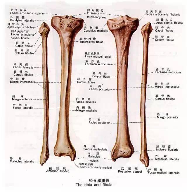 什么问:rt答:小腿前侧骨上的肌肉主要有胫骨前迹后侧主要有比目鱼肌肉