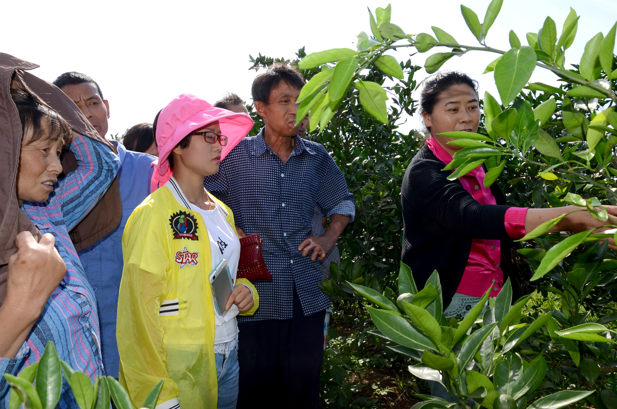 一种油可妙杀柑橘青苔烟煤 但多数农民还不知道