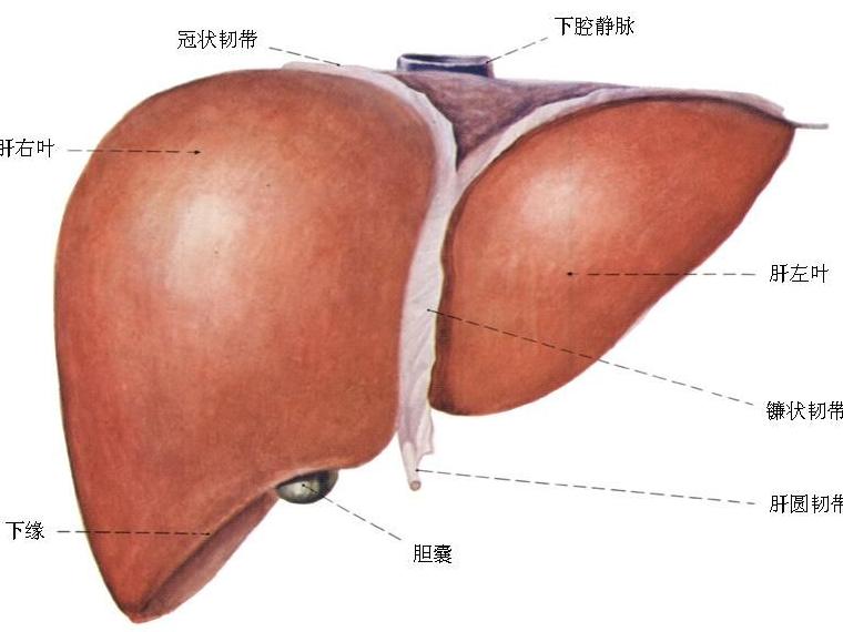 肝脏长了肿瘤就一定是肝癌吗?