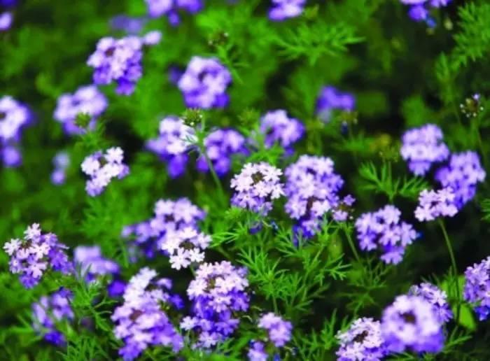 30种最常见的美丽草本植物 精致玲珑之美
