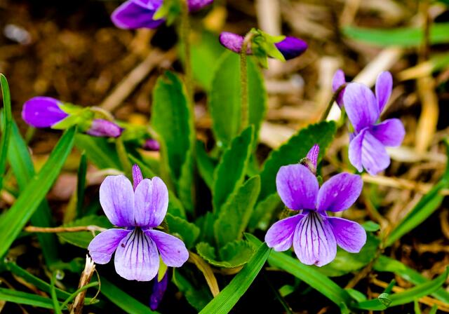 醉鱼草,别名:闭鱼花,痒见消,鱼尾草,樚木,五霸蔷,阳包树,雉尾花,鱼鳞