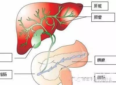 肝的解毒原理_肝脏是人体最重要的代谢和解毒器官.(2)