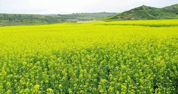 临夏和政县举办油菜花旅游节