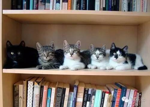美国有个图书馆,只借猫咪不借书