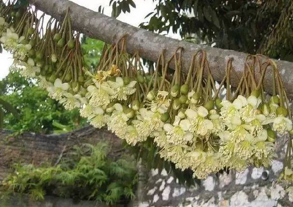 原来榴莲也有温情美丽的一面,花团锦簇,很壮观哟!